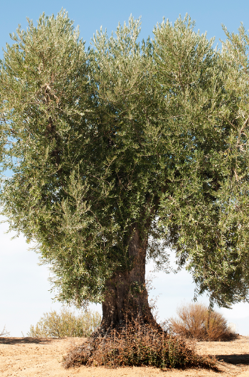 The Olive Tree - International Olive Council