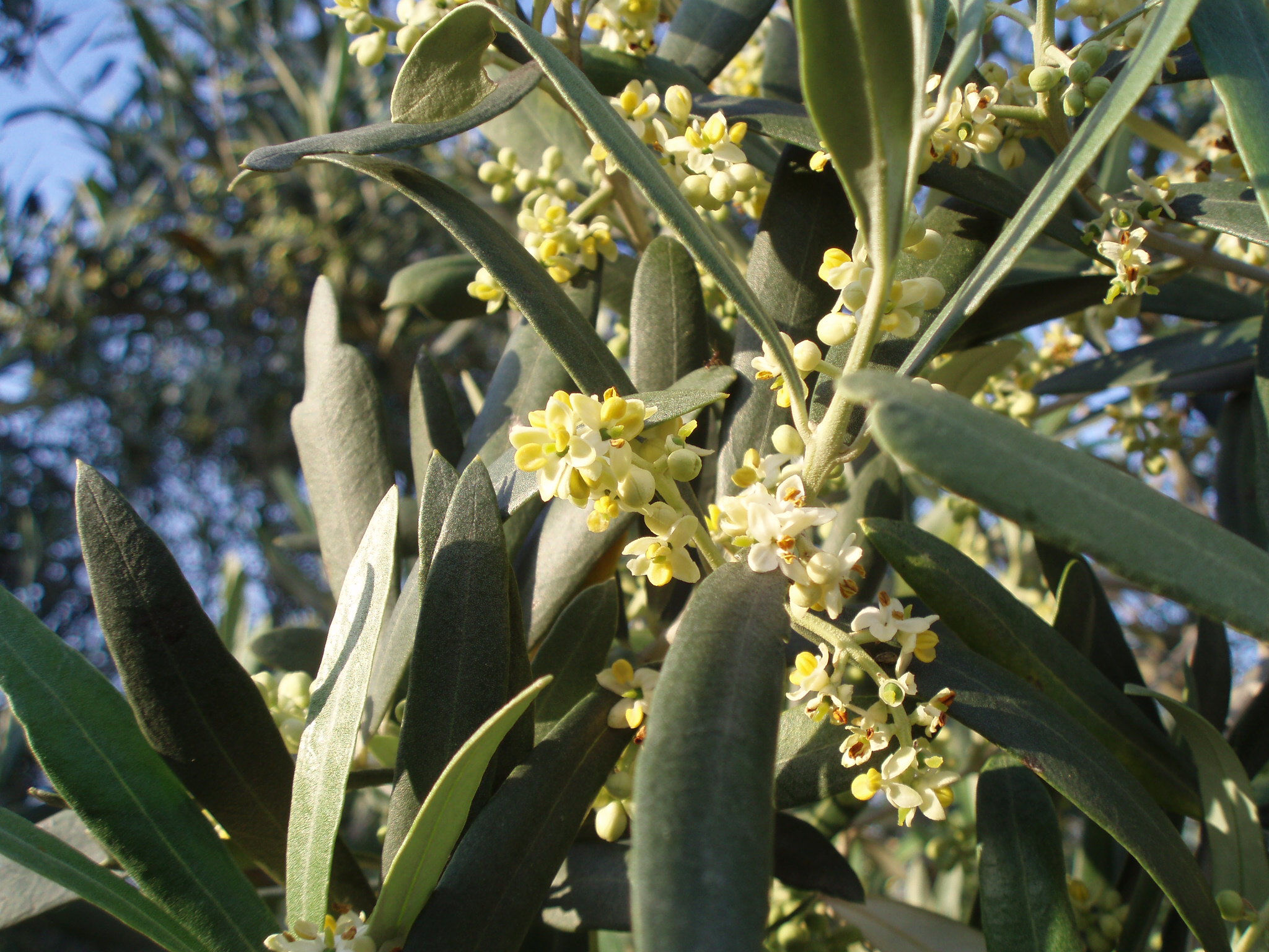 Flor de Olivo