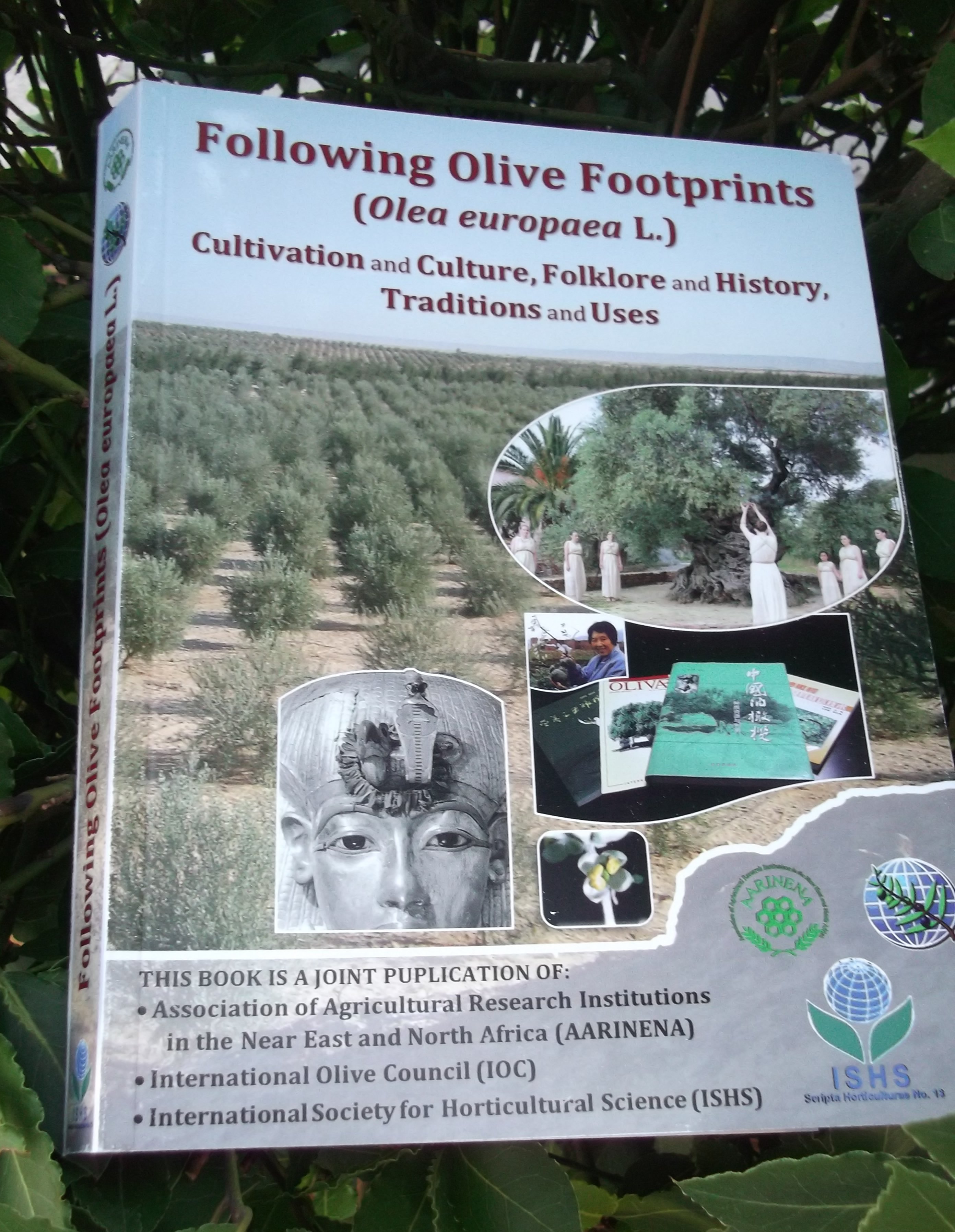 FOLLOWING  OLIVE