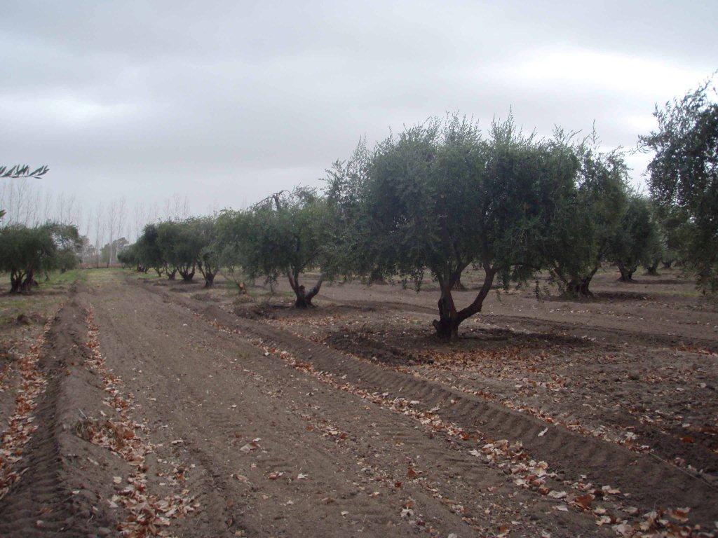 OLIVOS ARGENTINA